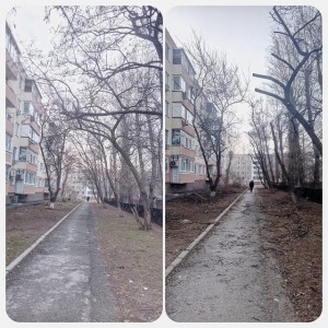 Санитарная обрезка деревьев в 12 округе у детского сада 